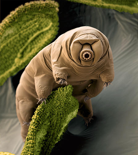 Tardigrade