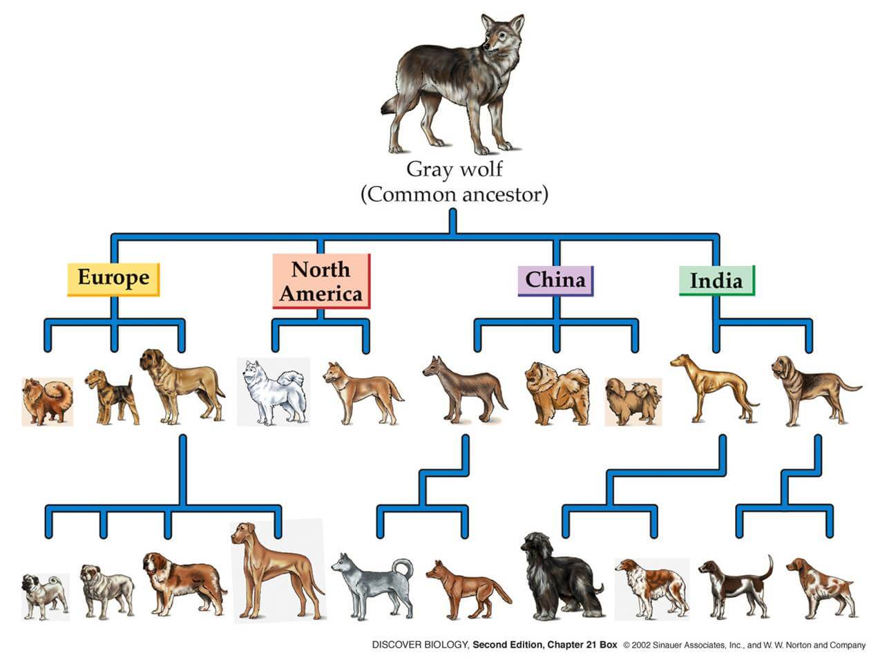 Wolves to Dog Tree